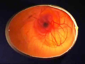 תמונה של ביצת פסיון דרך אובוסקופ