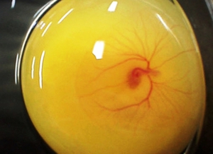 איך נראית ביצית מופרית? מה ההבדל בין ביצית מופרית לביצית לא מופרית?