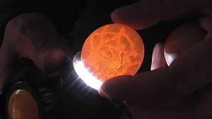 כיצד לקבוע אם ביצית פורייה כיצד לדעת אם ביצית הופרתה