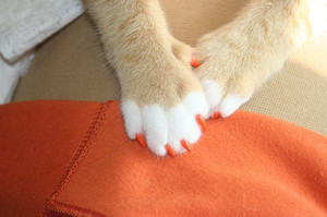 מבצע Soft Paws: ביקורות בעלים על הסרת ציפורניים לחתולים