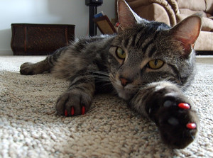 איך להסיר טפרים מחתולים