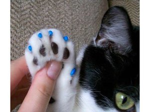 ביקורות בעלים על הסרת ציפורניים לחתולים מה אומרים בעלי חתולים