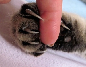 ניתוח טפרים רכות טפרים של חתול.