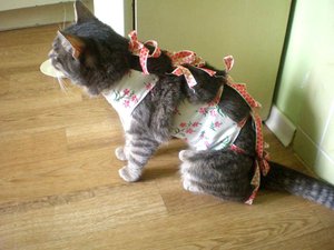 גיל אופטימלי לסירוס באיזה גיל הם מסרסים?