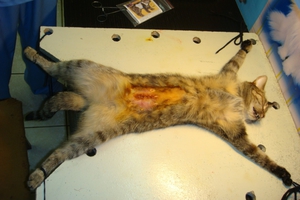 עיקור חתולים וסירוס חתולים זכרים