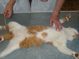 כיצד מתבצע ניתוח הסירוס?