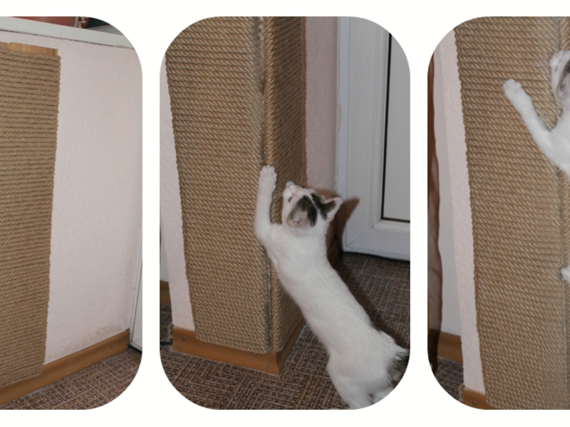 עמודי גירוד לחתול שלכם