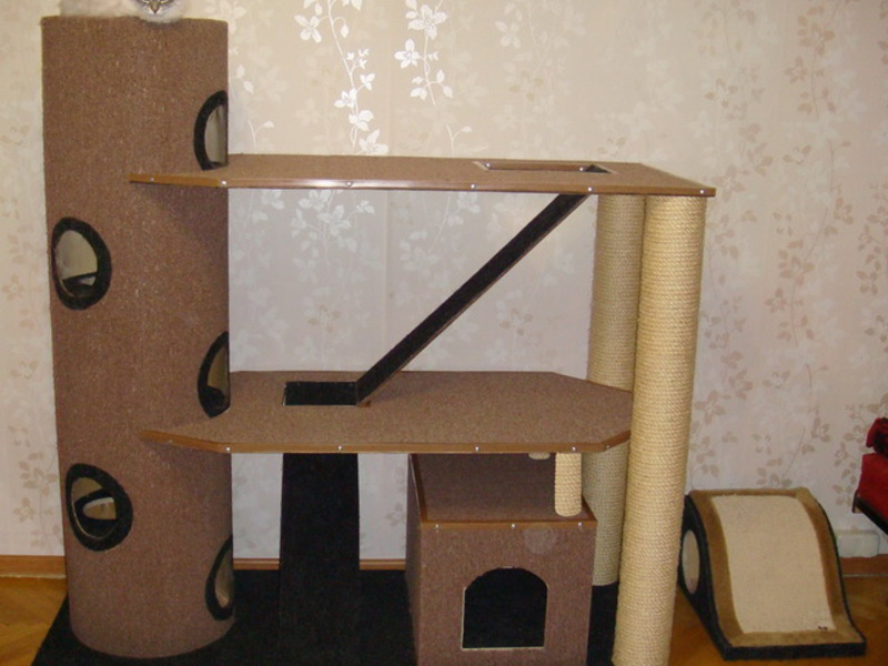 עמוד גירוד עמום לחתול