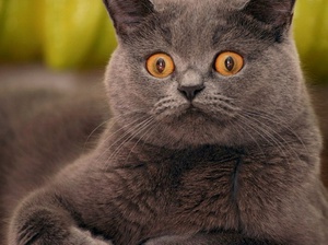 איך לעזור לחתול שמבקש חתול