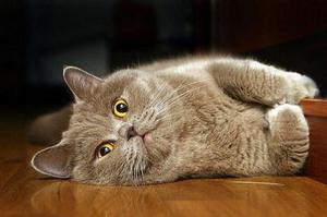 טיפול בחתול בבית