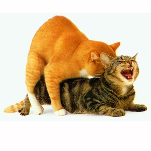 אילו סוגי אמצעי מניעה לחתולים קיימים?