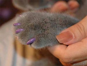 כיסויי סיליקון לציפורניים לחתולים