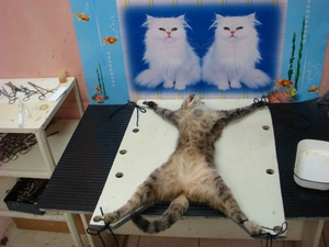 מתי הזמן הטוב ביותר לעקר חתולים?