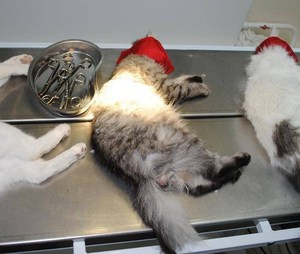 סירוס ועיקור מבוצעים על ידי וטרינר.