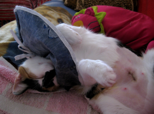 עיקור חתולים הוא פתרון לבעיות עם גורים ובריאות החיה.