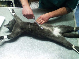 פעולת עיקור בעלי חיים משחררת אותם ממחלות רבות הקשורות ללידה.