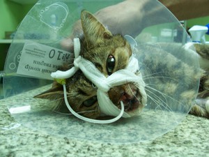 החתול מתאושש לאחר עיקור.