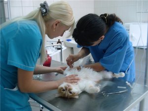 פעולת העיקור במרפאה מתבצעת ביום אחד.