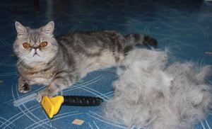 פורמינטור לחתולים