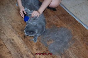 ה-Furminator הוא דרך לשכוח משיער חיות מחמד בכל רחבי הבית.