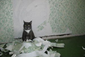 איך למנוע מהחתול שלך לשרוט טפטים למה החתול שלי מגרד את הטפט?