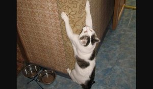 החתול שלי מגרד לי את הטפט - איך לתקן את זה