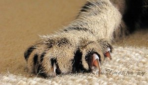 טפט לגירוד חתולים - שבירה של ההרגל