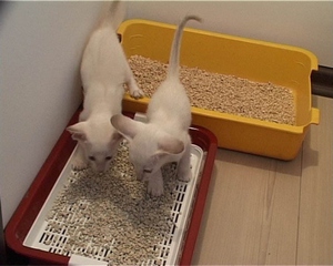 איך לקנות ארגז חול לחתול