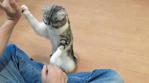 איך להתחיל לגדל חיית מחמד