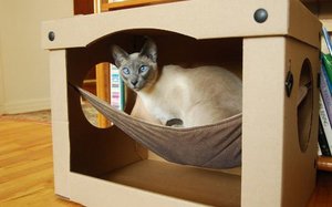 איזה סוג של בית כדאי לי לבנות לחתול שלי?