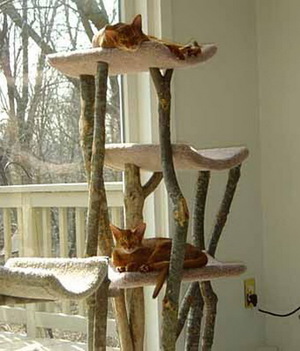 מה שצריך כדי לבנות בית לחתולים