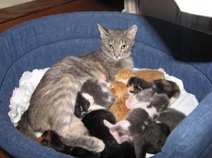 מה להאכיל גורים קטנים