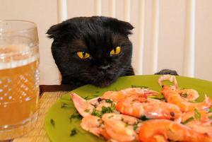 איזה מזון כדאי לי לבחור לחיית המחמד שלי?