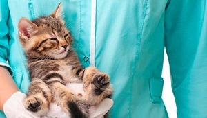 הליך סירוס חתולים