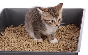 סוגים ודירוגים של חול לחתולים