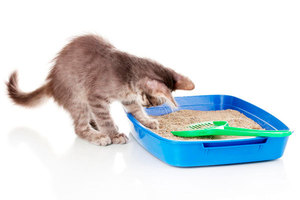 מוצרי חול לחתולים חול לחתולים וחומרי מילוי עבורם