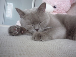 מה להאכיל חתול בריטי קצר שיער חתול בריטי קצר שיער