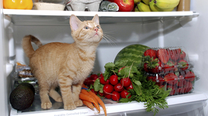 מאכלים שצריכים להיכלל בתזונה של חתול