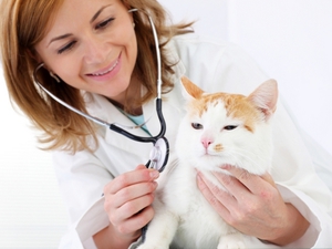 טיפים מועילים מווטרינרים כיצד להאכיל חתולים בצורה הטובה ביותר