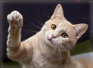 חיסון גורים