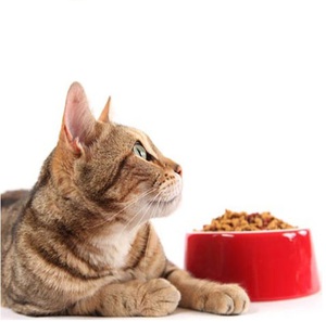 איך להאכיל חיית מחמד