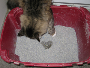 החתול שוב עושה חרא במקום הלא נכון.