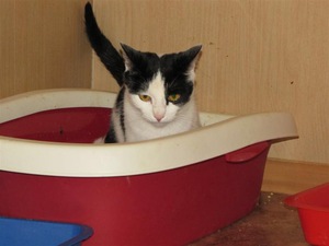 איך לטפל נכון בחתול