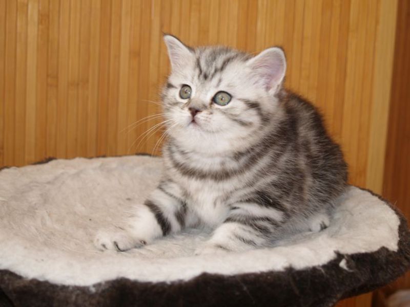 תינוק סטרייט סקוטי