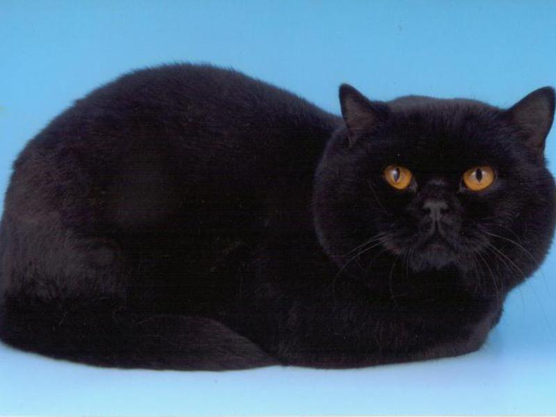 גזע סקוטי סטרייט