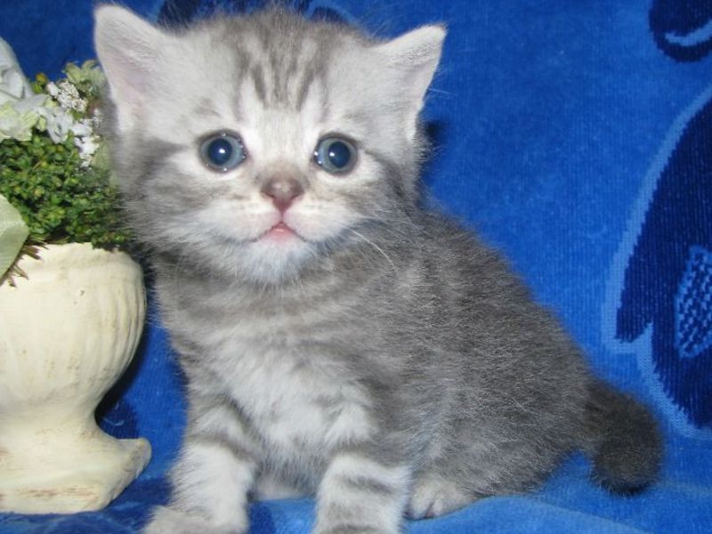 חתול בעל אוזניים ישרות