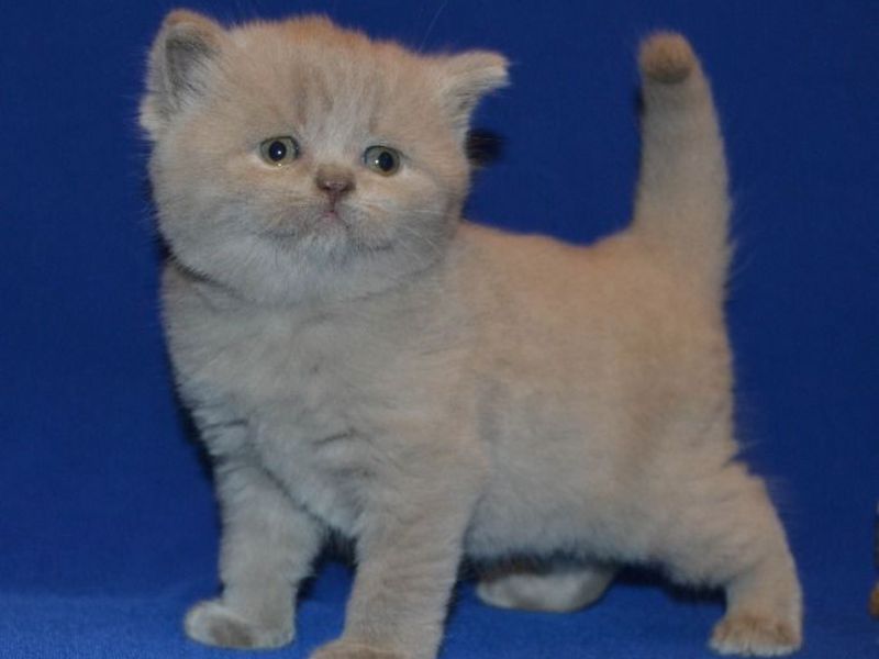 מראה החתול הסקוטי סטרייט