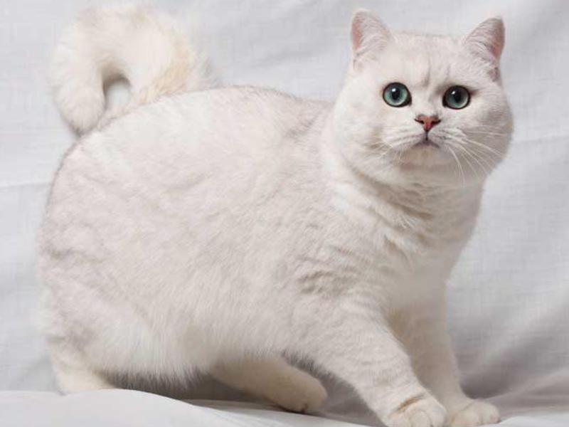 תיאור גזע הסקוטי סטרייט