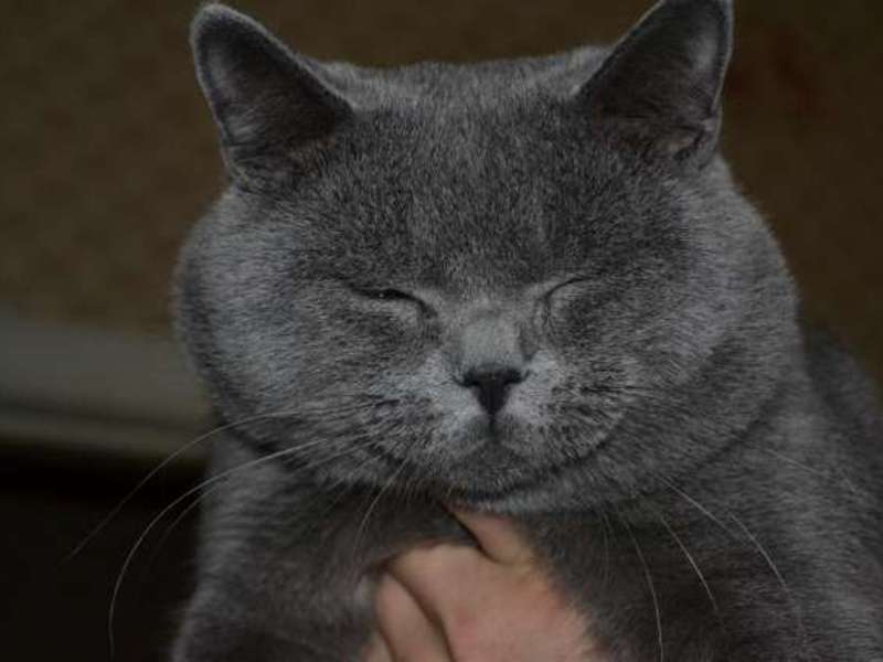 איך להאכיל חתול סקוטי סטרייט