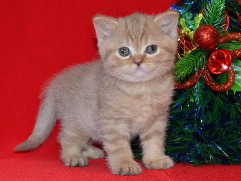 כיצד נוצר גזע הסקוטי סטרייט